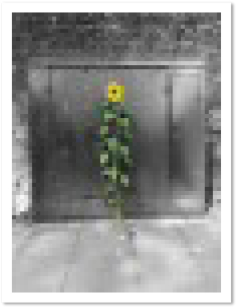 Urban Sunflower, Crystal Palace, London
