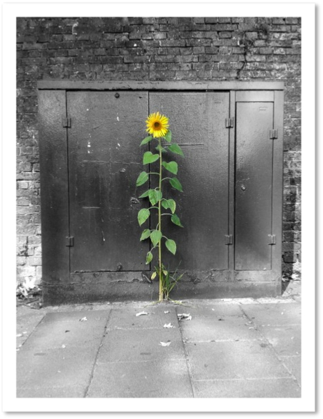 Urban Sunflower, Crystal Palace, London